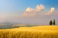 Art Italian summer countryside landscape â golden fields and blue sky Royalty Free Stock Photo